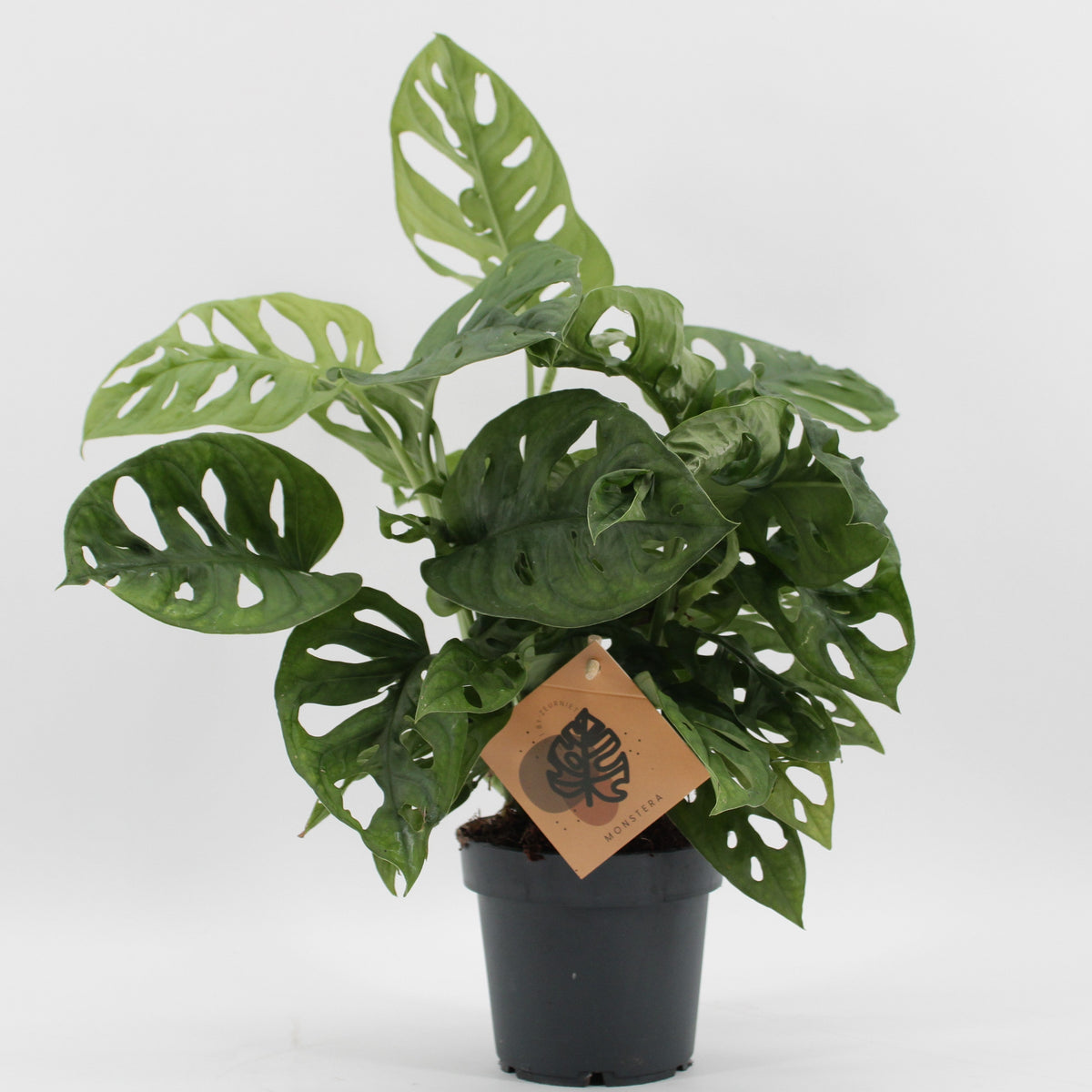 Monstera Adansonii Monkey Leaf tray bundle