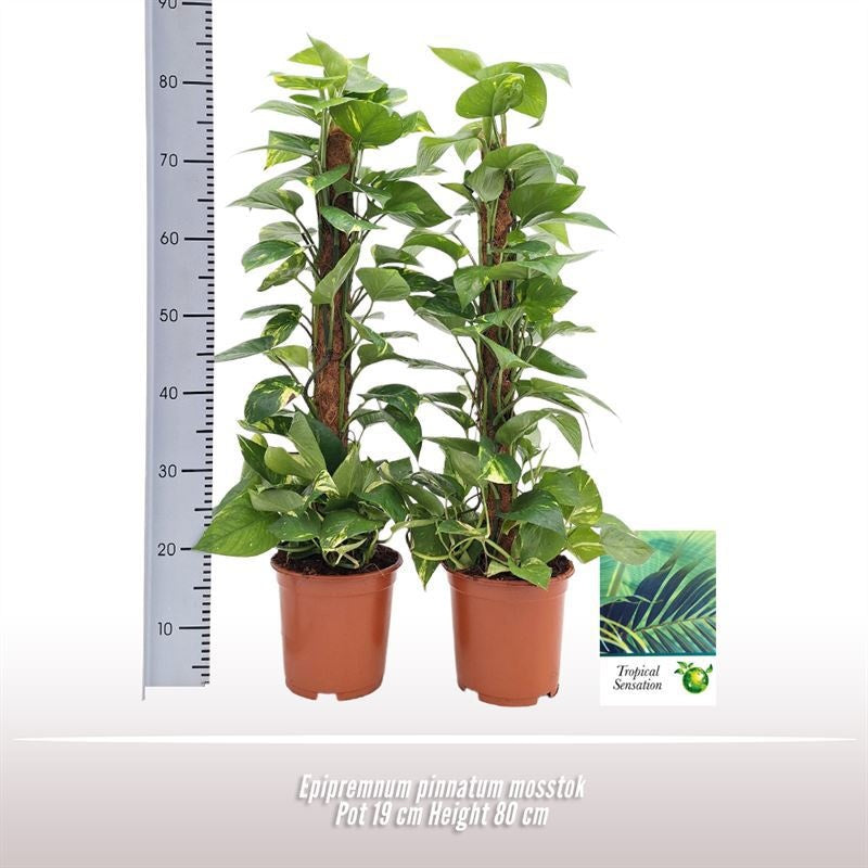 Epipremnum Pinnatum Aureum
