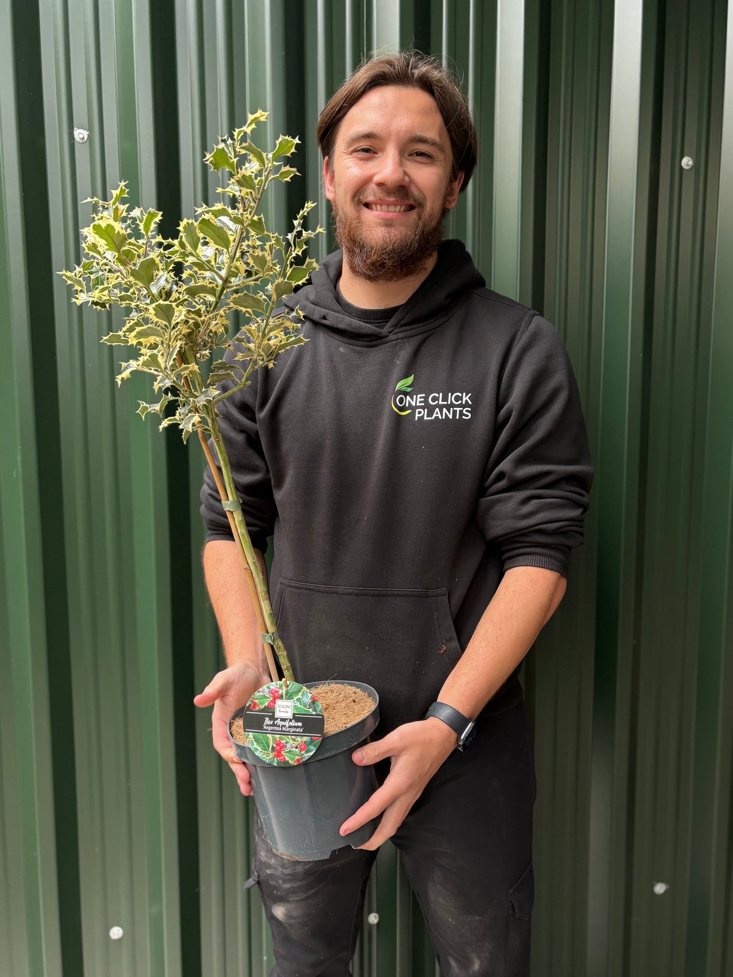 Standard Holly Tree | Ilex aquifolium 'Argentea Marginata' | 50-60cm, 80-90cm