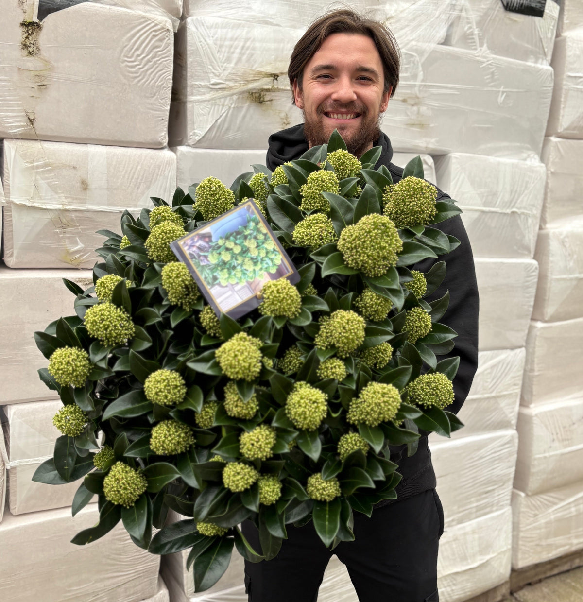 Skimmia japonica 'White Globe' 2L / 3L / 12L