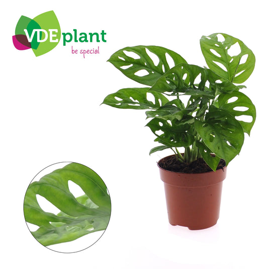 Monstera Adansonii x10