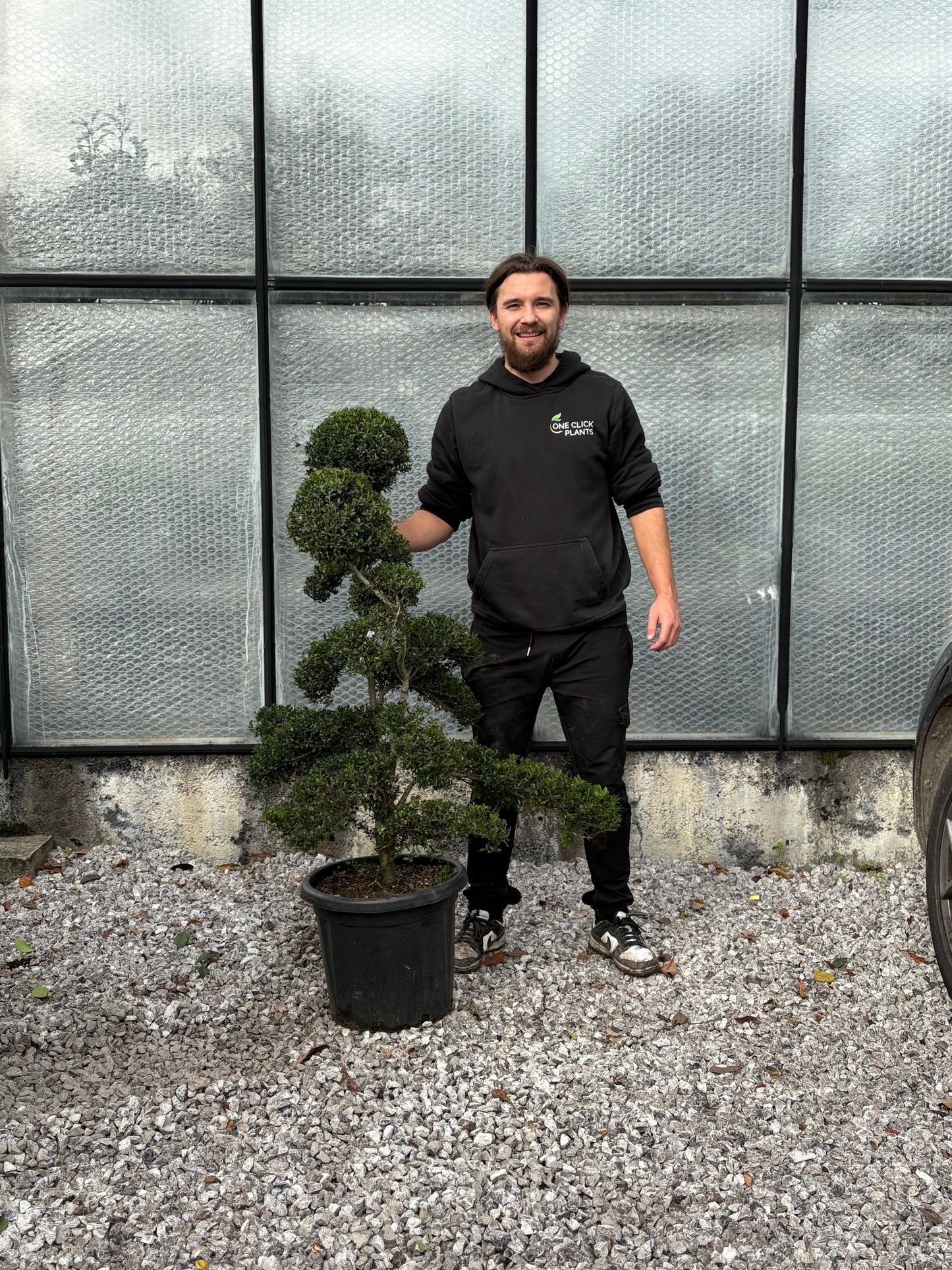 Ilex crenata bonsai