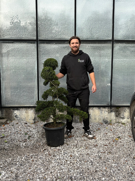 Ilex crenata bonsai