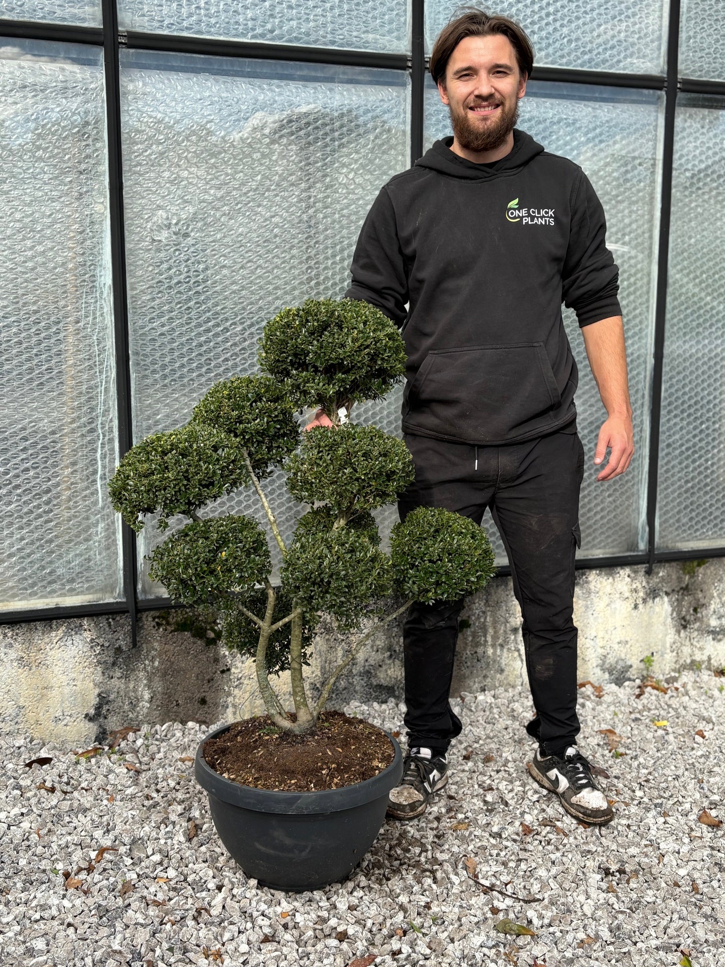Ilex crenata bonsai
