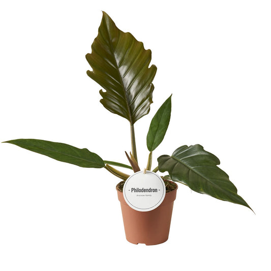 Philodendron Choco Empress x6