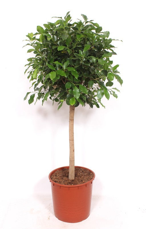Ficus Nitida 170cm height