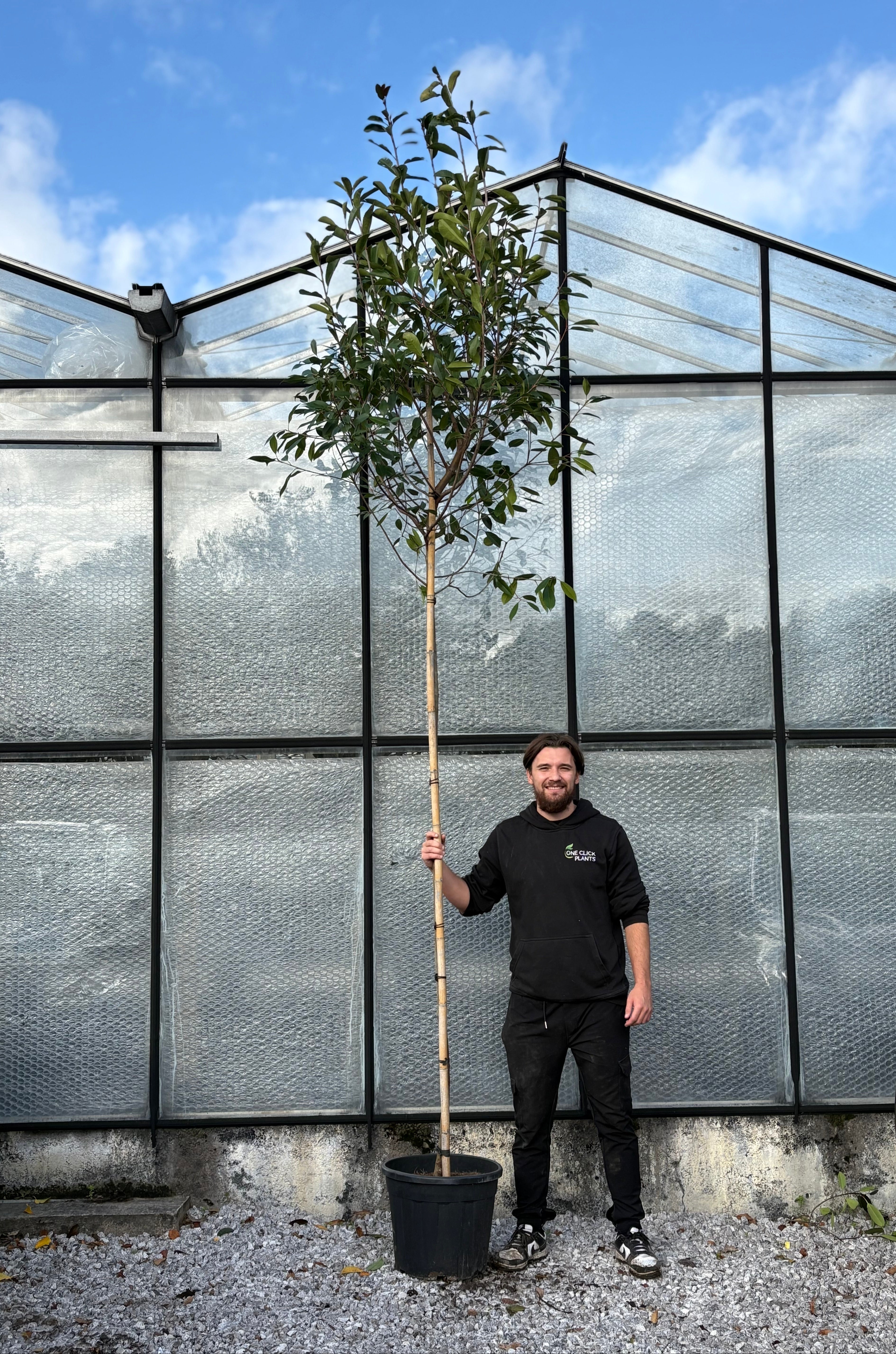Standard Photinia Red Robin Tree 1.8m Stem, 30L Pot – TropicoPlants
