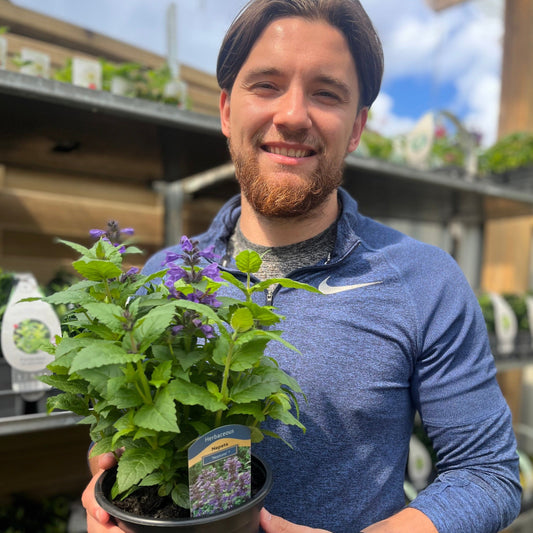 Nepeta Neptune 2L