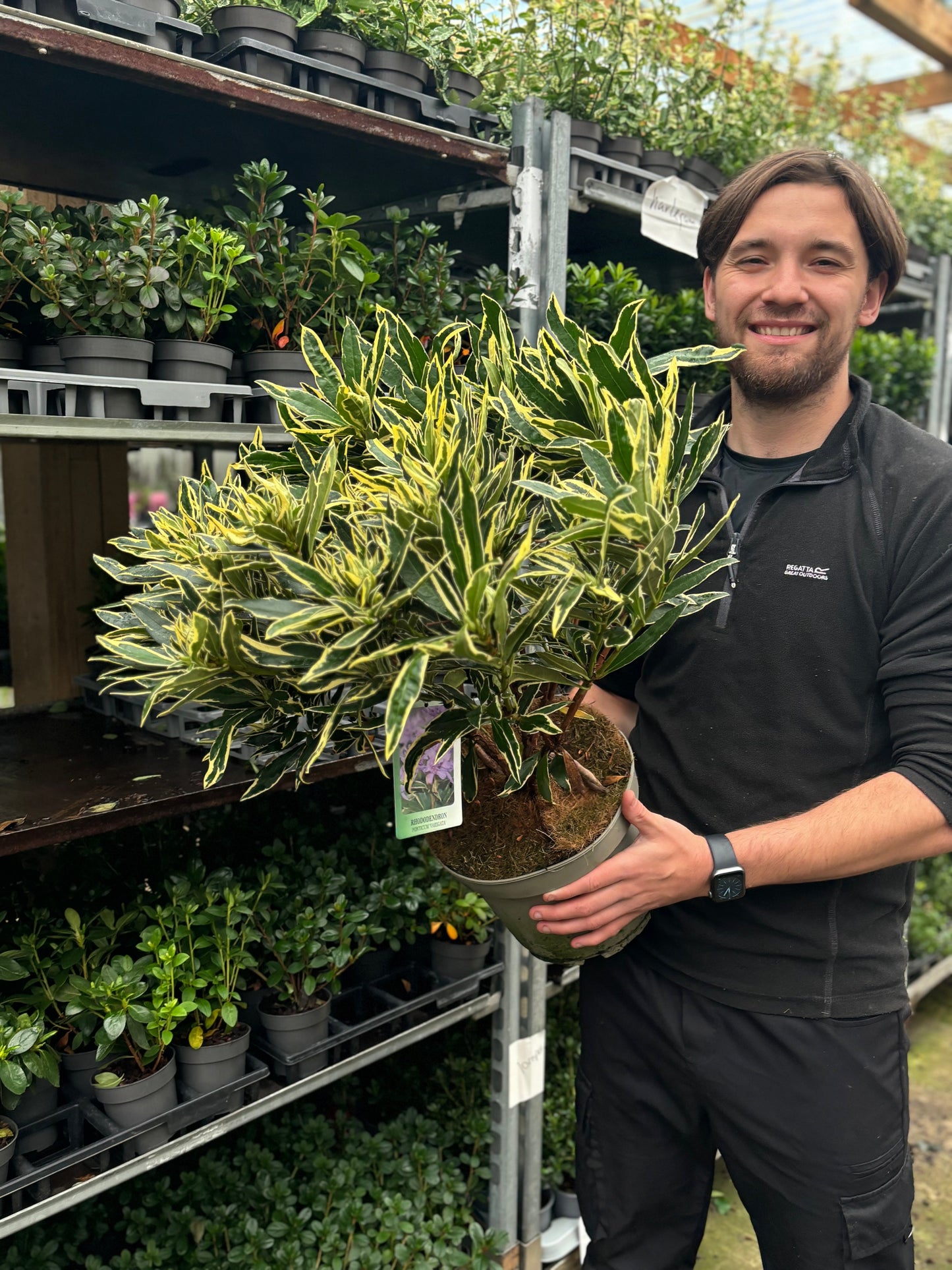 Rhododendron ponticum Variegata 5L