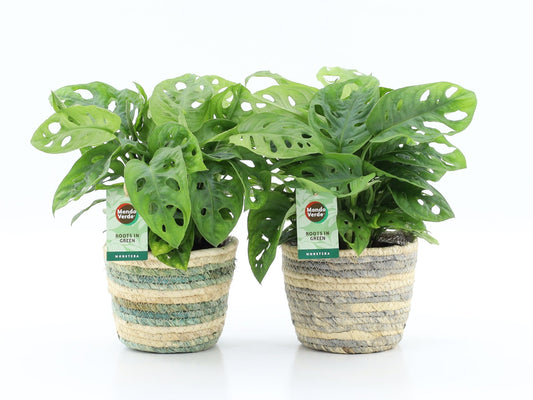 Monstera Adansonii Mand Noah x6
