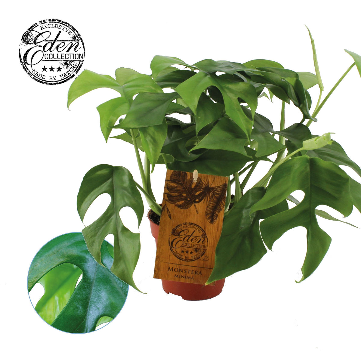 Monstera Minima