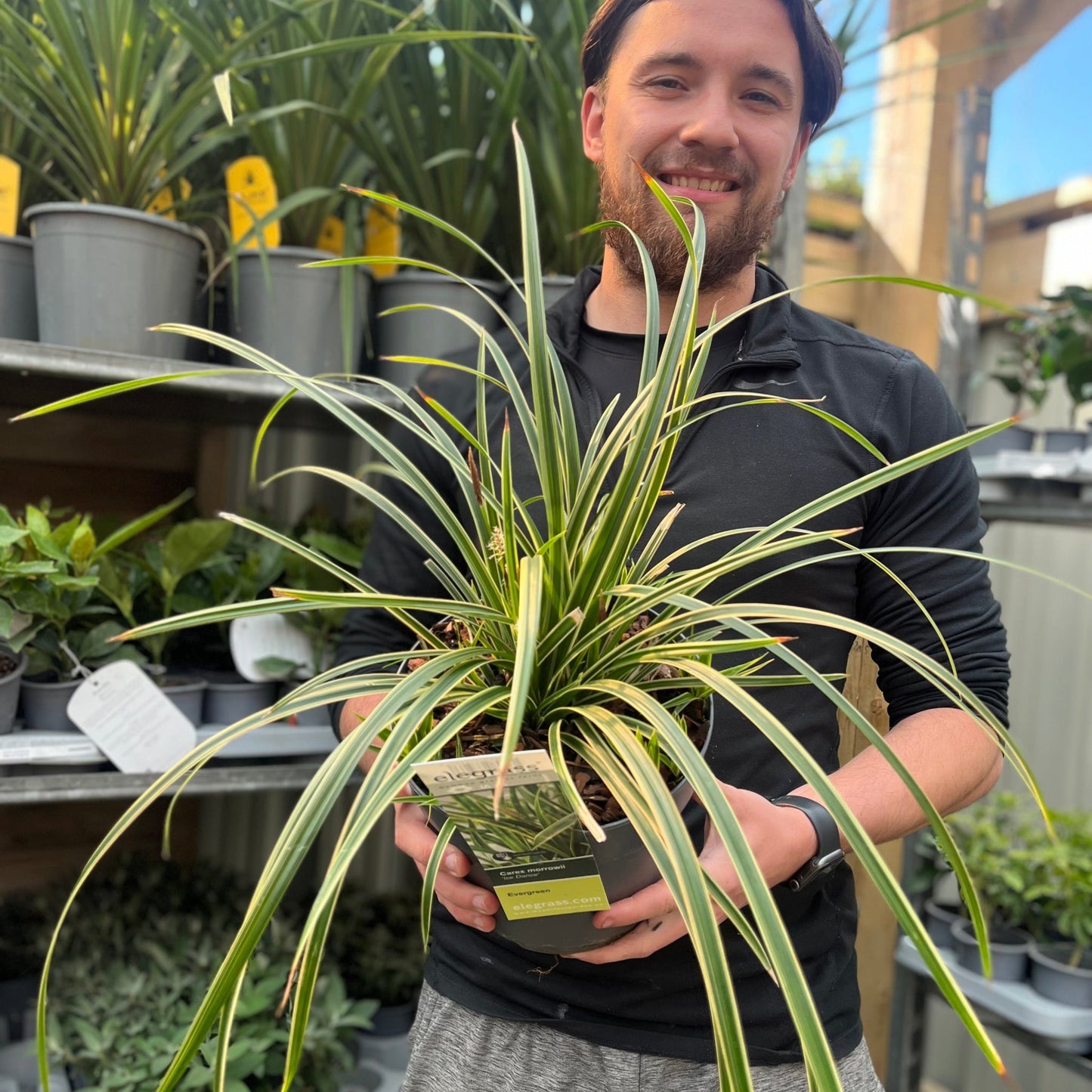 Carex morrowii 'Ice Dance' 3L