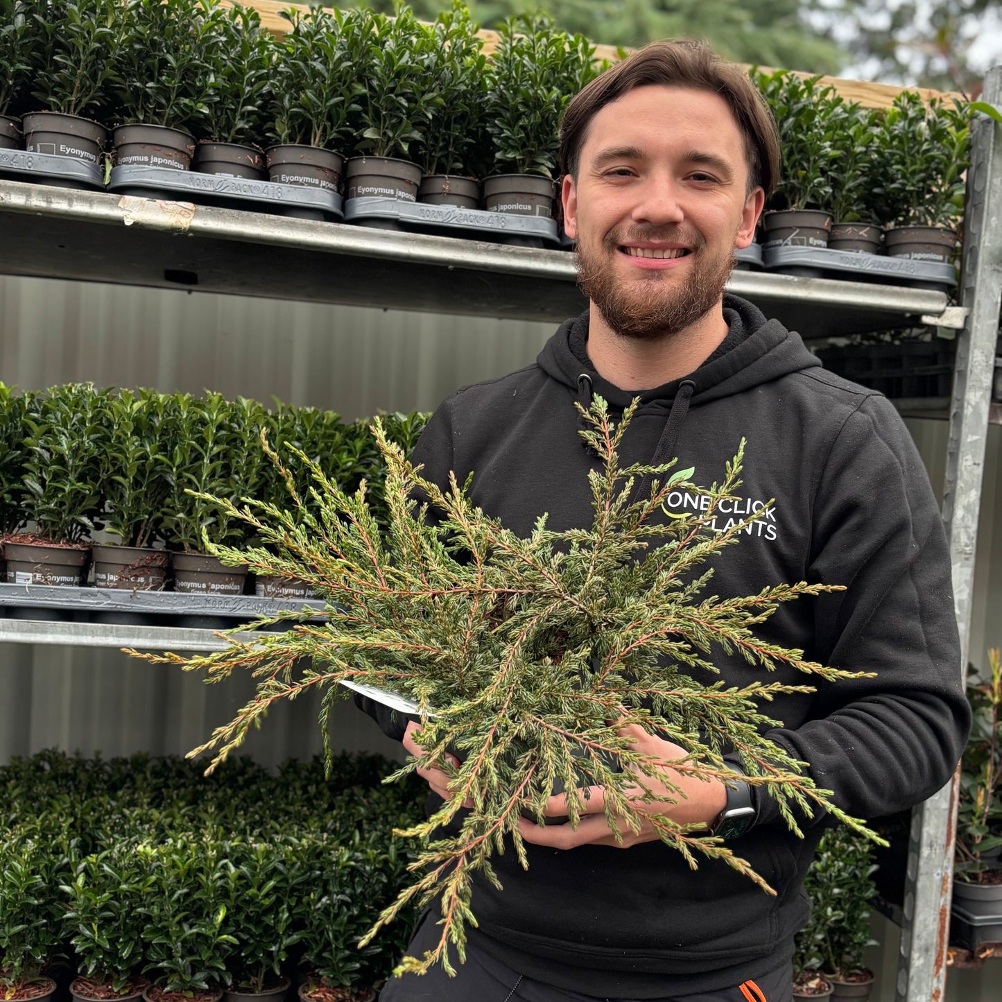 Juniperus communis 'Repanda' 2L