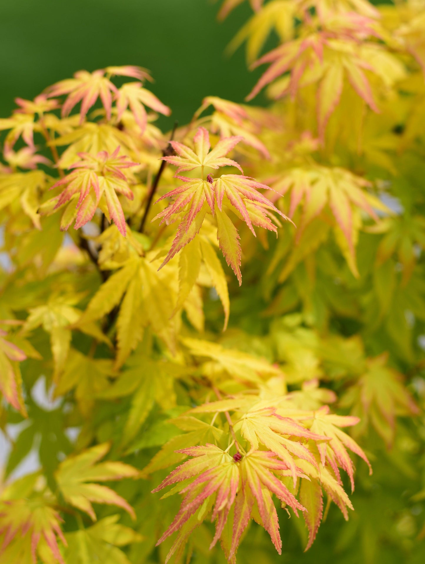 Acer palmatum 'Orange Dream' 10.5cm / 2L / 3L / 10L / 20L