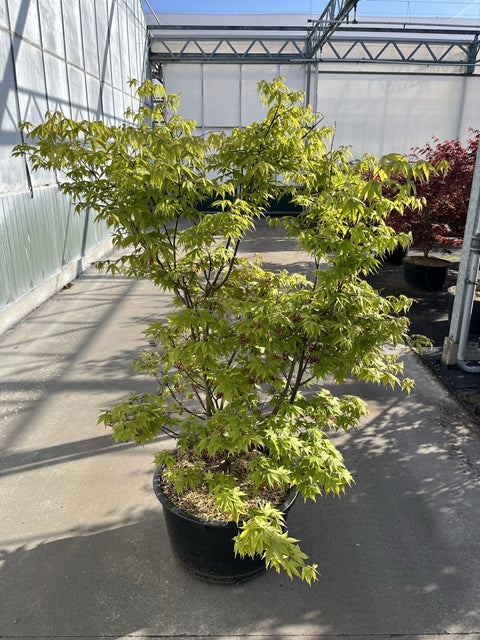 Acer palmatum 'Osakazuki' 35L / 50L