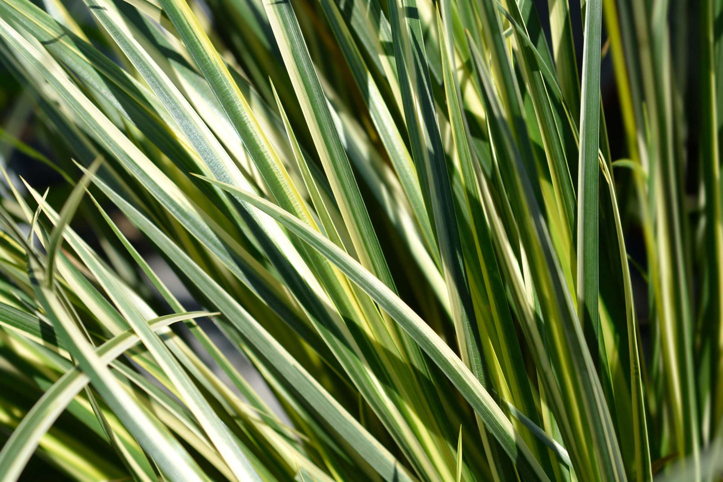 Acorus gramineus variegatus (Variegated)