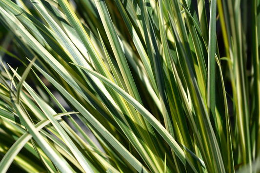 Acorus gramineus variegatus (Variegated)