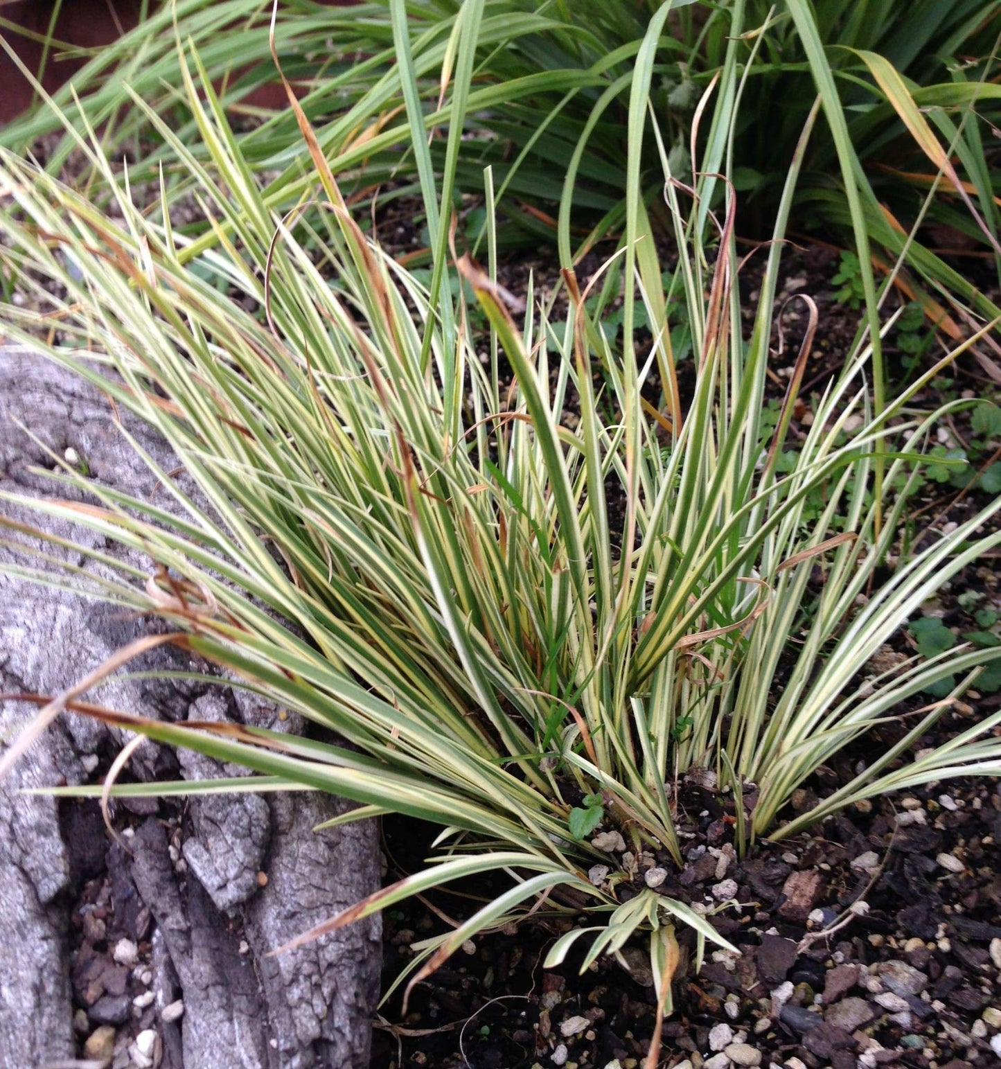 Acorus gramineus variegatus (Variegated)