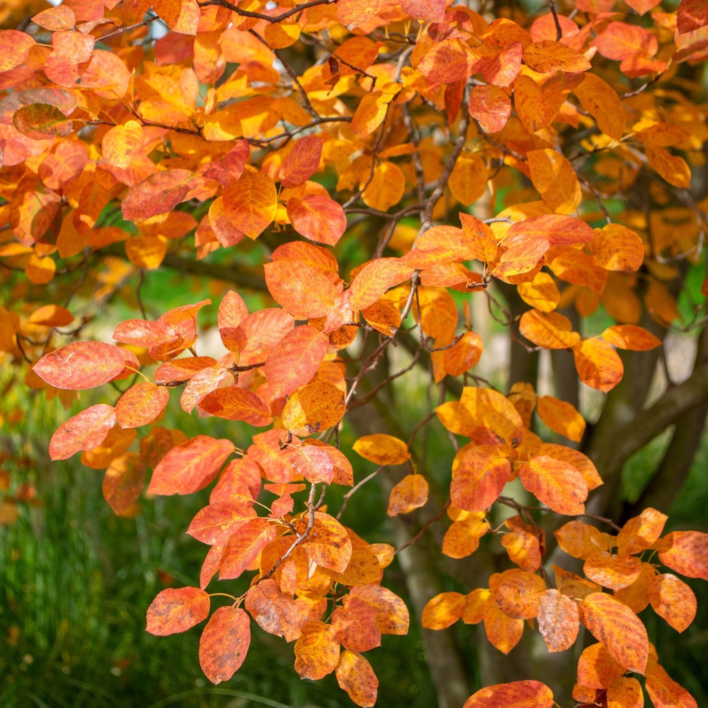 Amelanchier lamarckii 3.5L / 7.5L