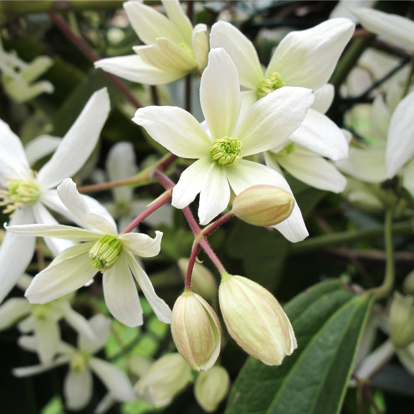 Clematis armandii (Evergreen and Fragrant) 70-90cm