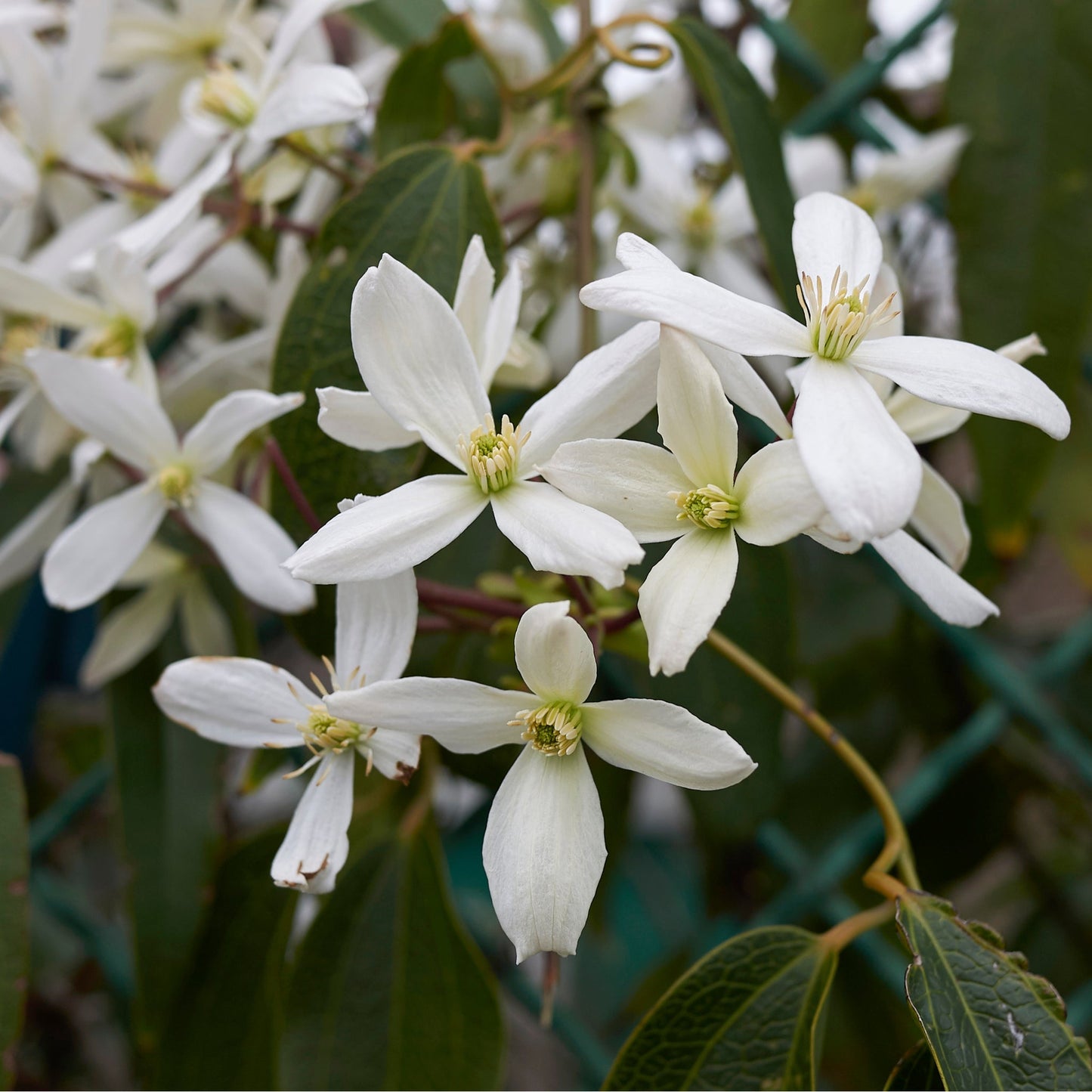 Clematis armandii (Evergreen and Fragrant) 70-90cm