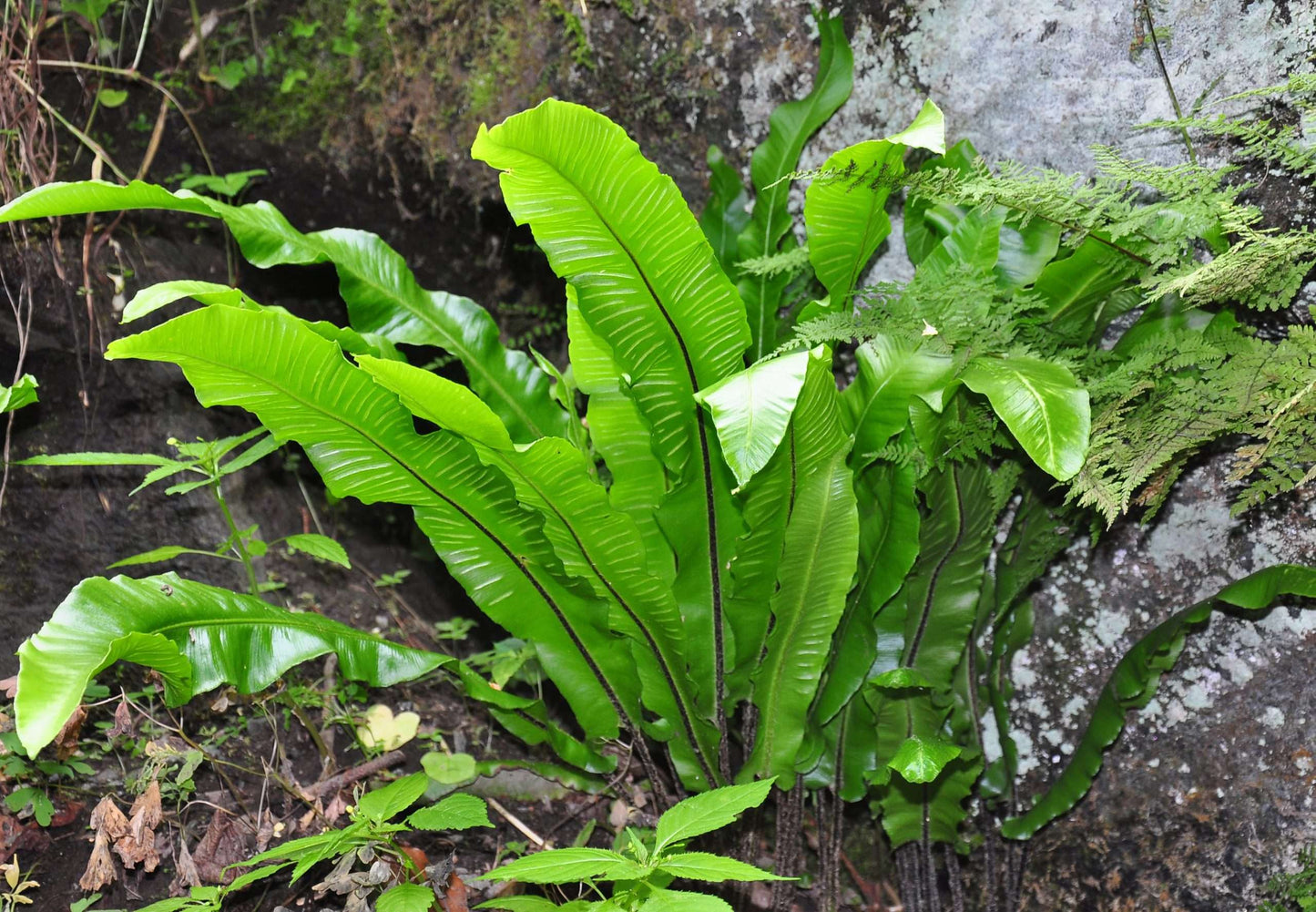 Asplenium scolopendrium angustatum