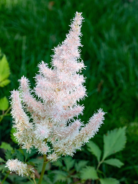 Astilbe 'Avalanche'