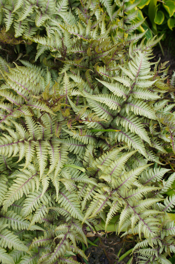 Athyrium niponicum 'Pewter Lace' Fern
