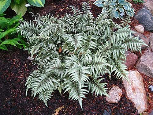 Athyrium niponicum 'Metallicum'