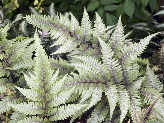 Athyrium niponicum 'Pewter Lace' Fern