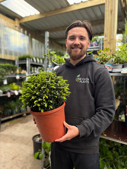 Yew Ball - Taxus Baccata Ball 2L / 6L / 7L / 10L / 22L
