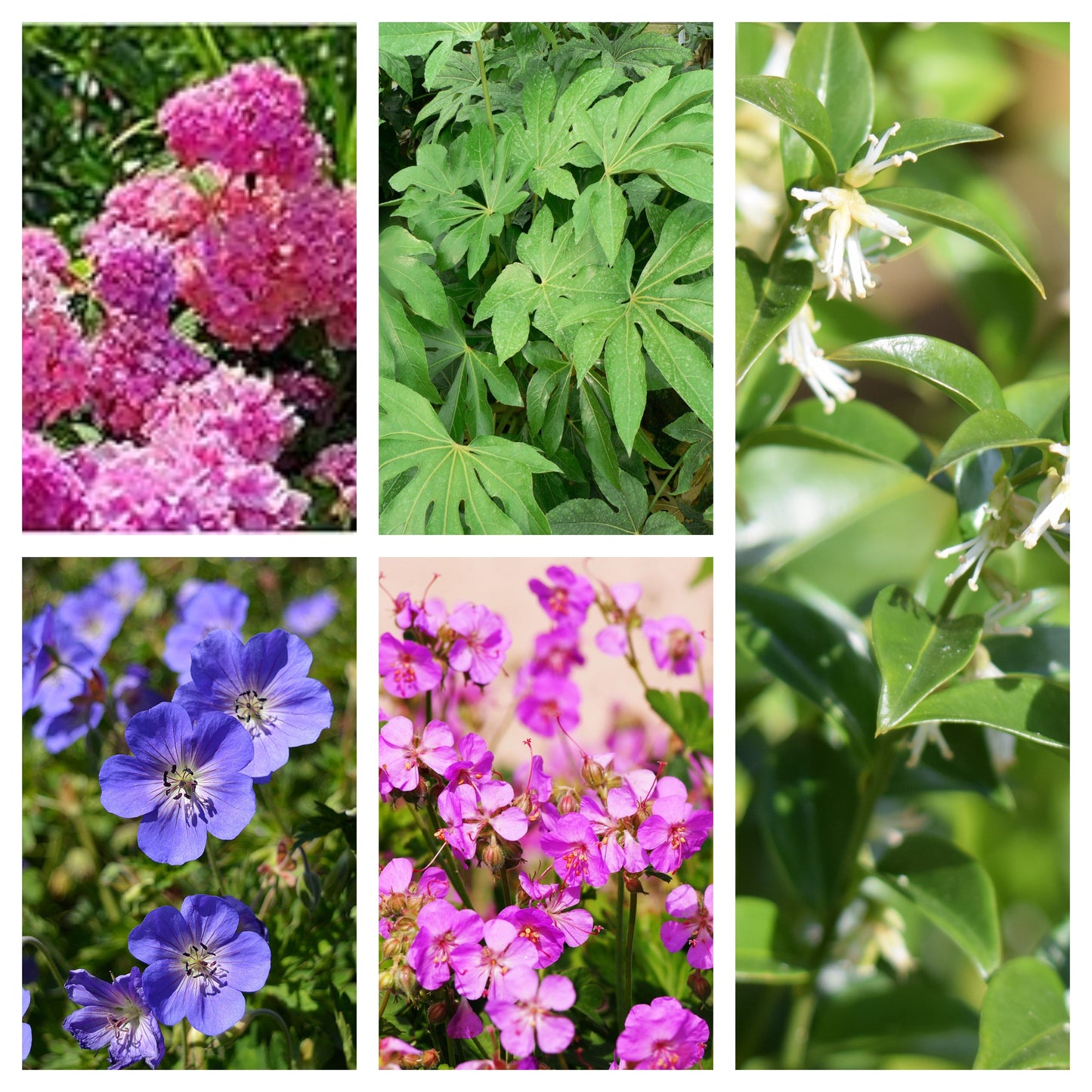 Plant Bundle (5 Plants)