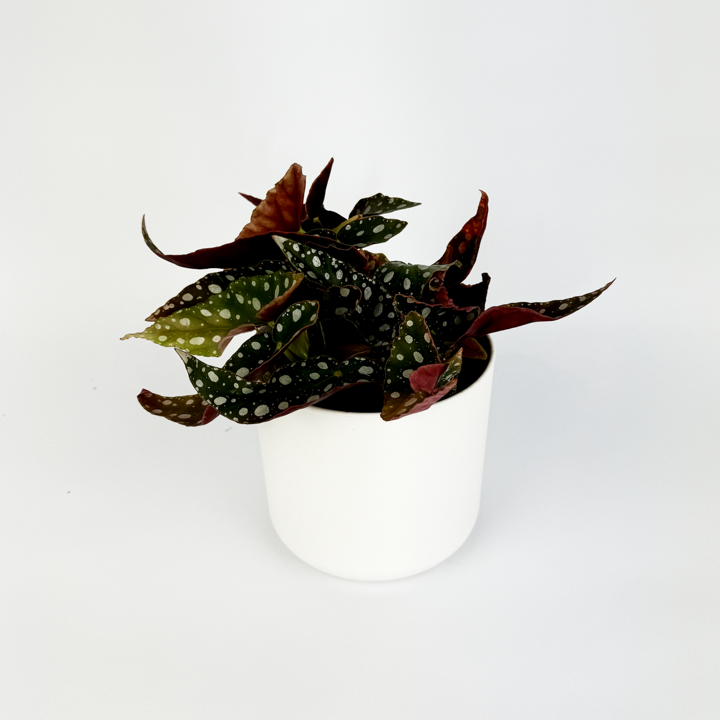 Begonia Maculata 12cm Pot Size Houseplant