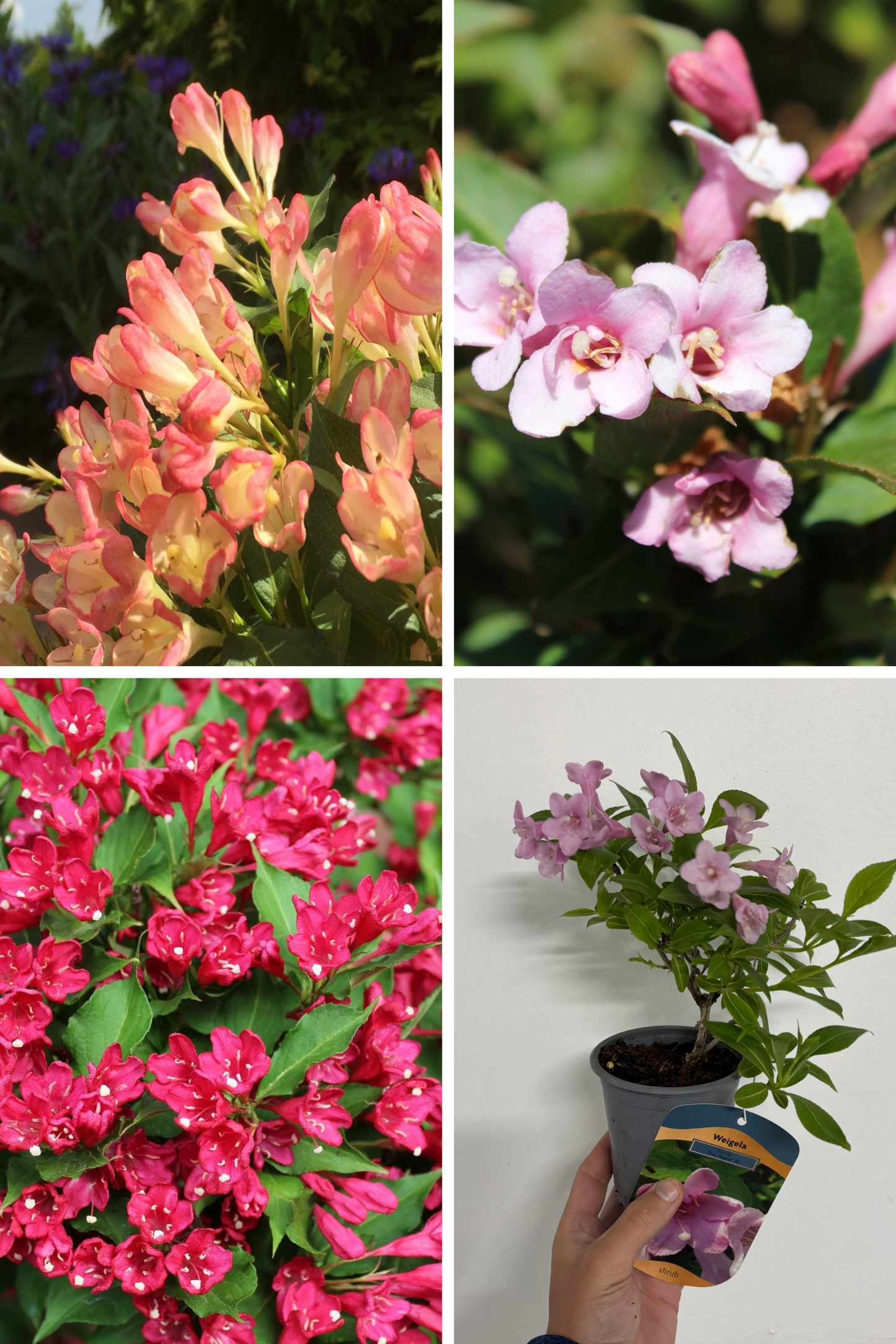 Weigela 9cm 3 x Mixed