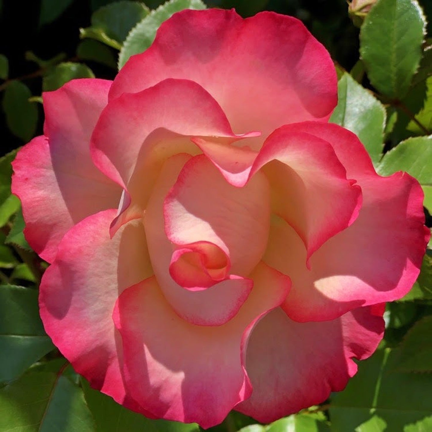 Rose Birthday Girl Meilasso| Floribunda Rose | 4L Potted Rose