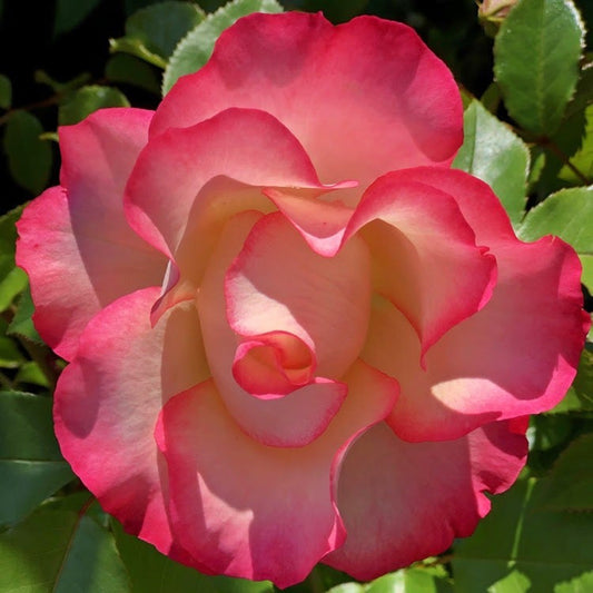 Rose Birthday Girl Meilasso| Floribunda Rose | 4L Potted Rose