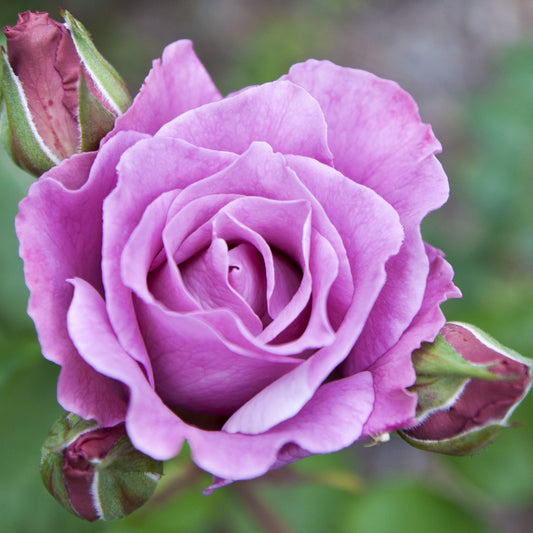 Blue Moon Rose | Climbing Rose | 4L Potted Rose