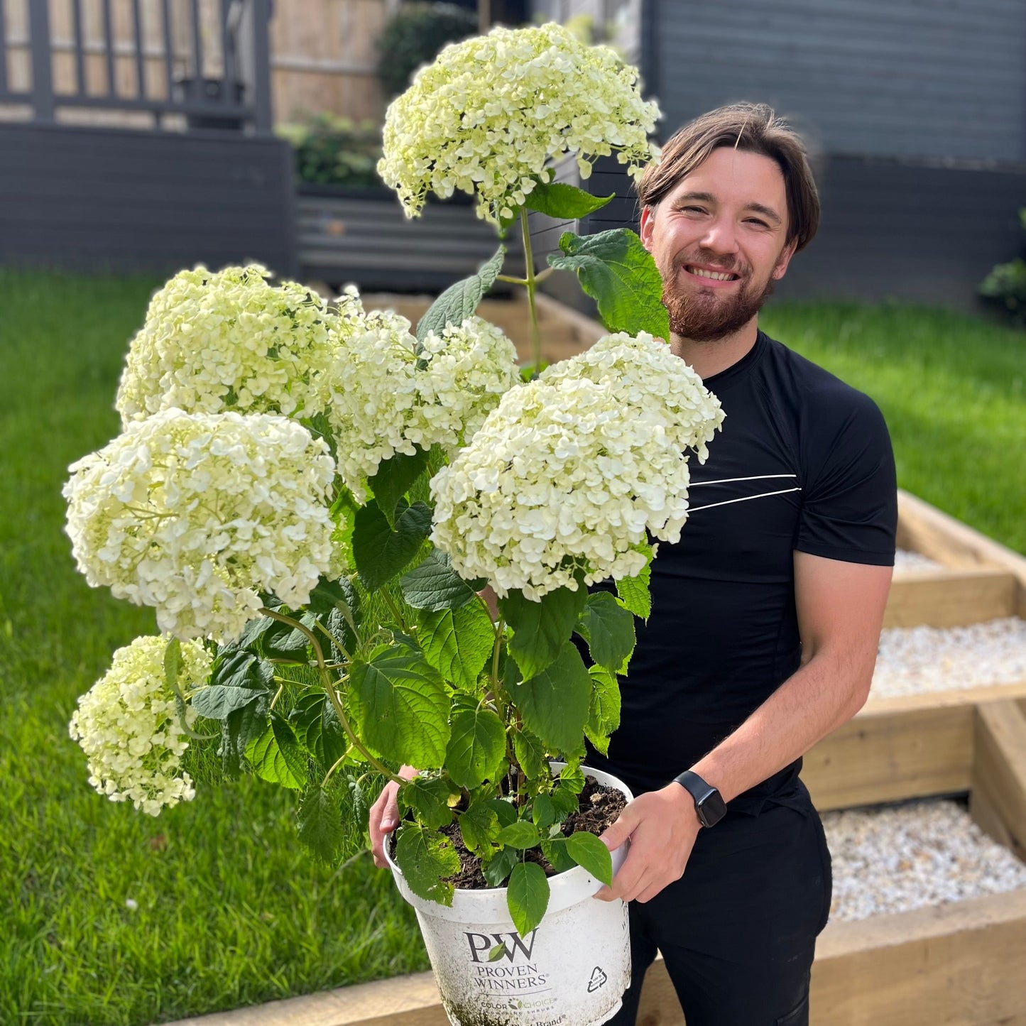 Hydrangea arborescens 'Incrediball' / 'Strong Annabelle' 3L / 5L / 7.5L / 10L / 20L / 30L
