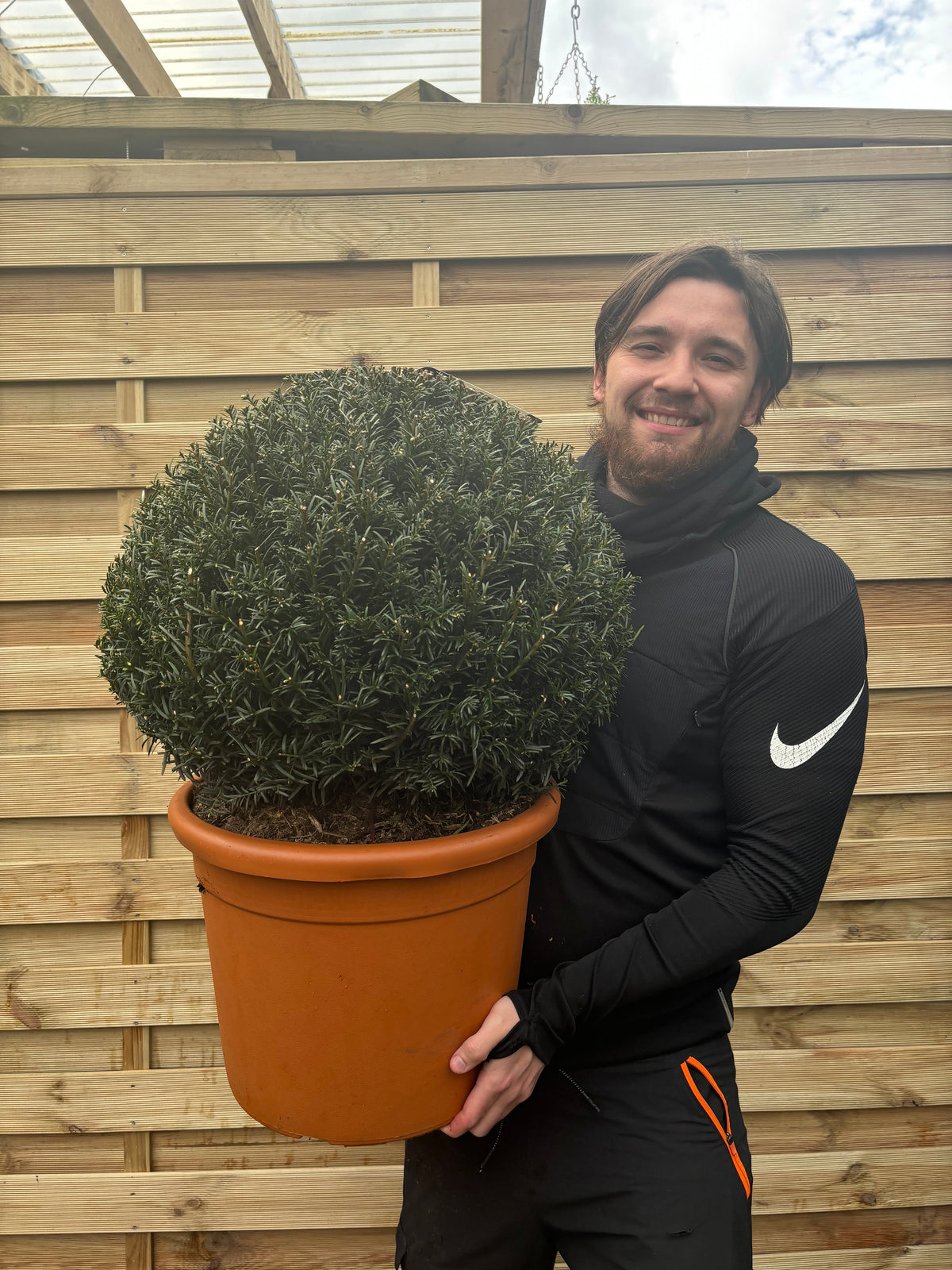 Yew Ball - Taxus Baccata Ball 2L / 6L / 7L / 10L / 22L