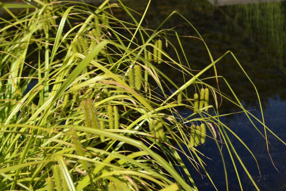 Carex pseudocyperus (Cyperus sedge)