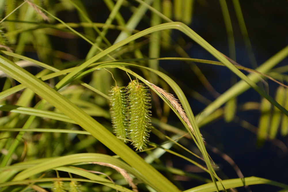 Carex pseudocyperus (Cyperus sedge)