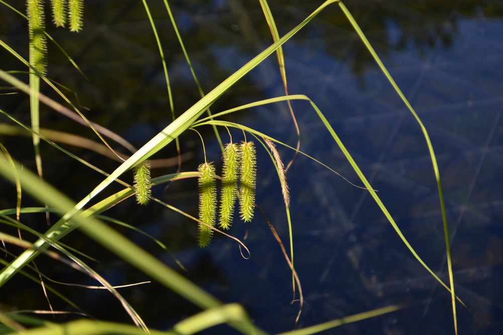 Carex pseudocyperus (Cyperus sedge)
