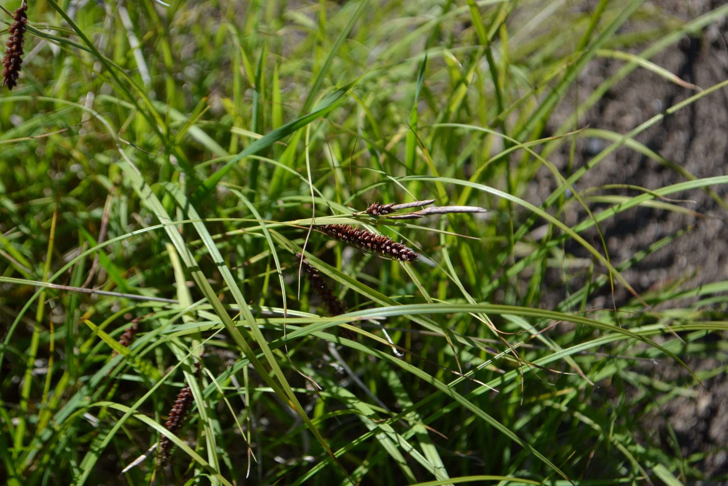 Carex Flacca