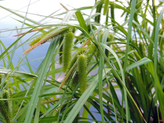 Carex pseudocyperus (Cyperus sedge)