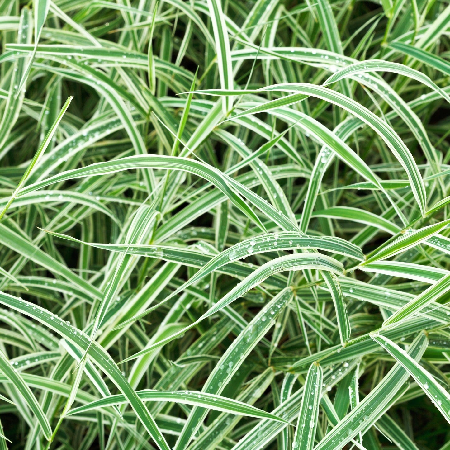 Carex - Everest | Ornamental Grass 9cm / 1L / 2L