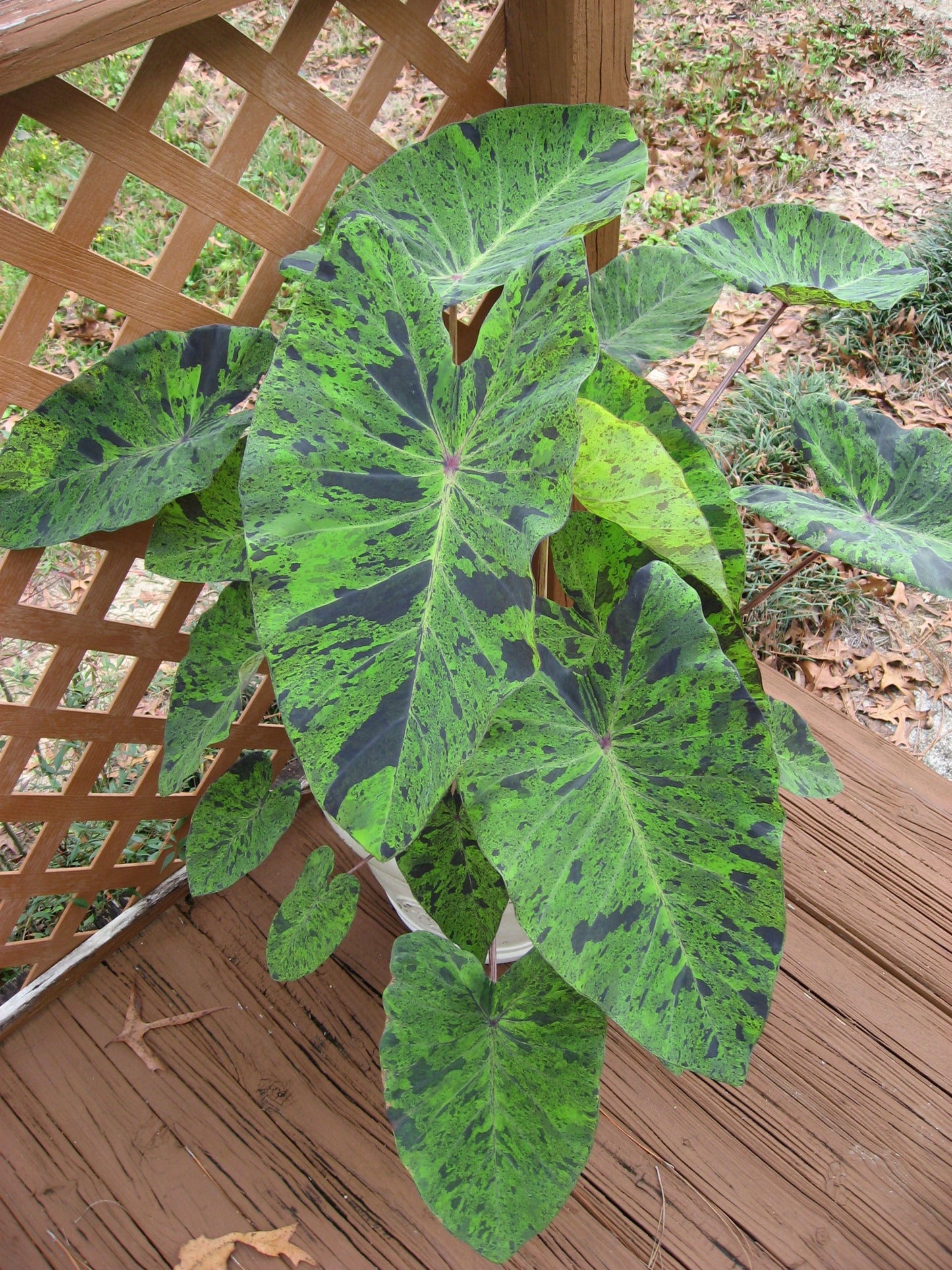 Colocasia 'Mojito' Elephant Ear