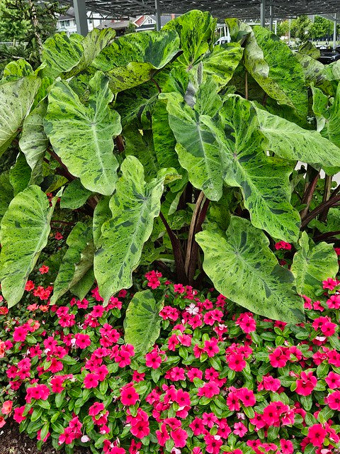 Colocasia 'Mojito' Elephant Ear