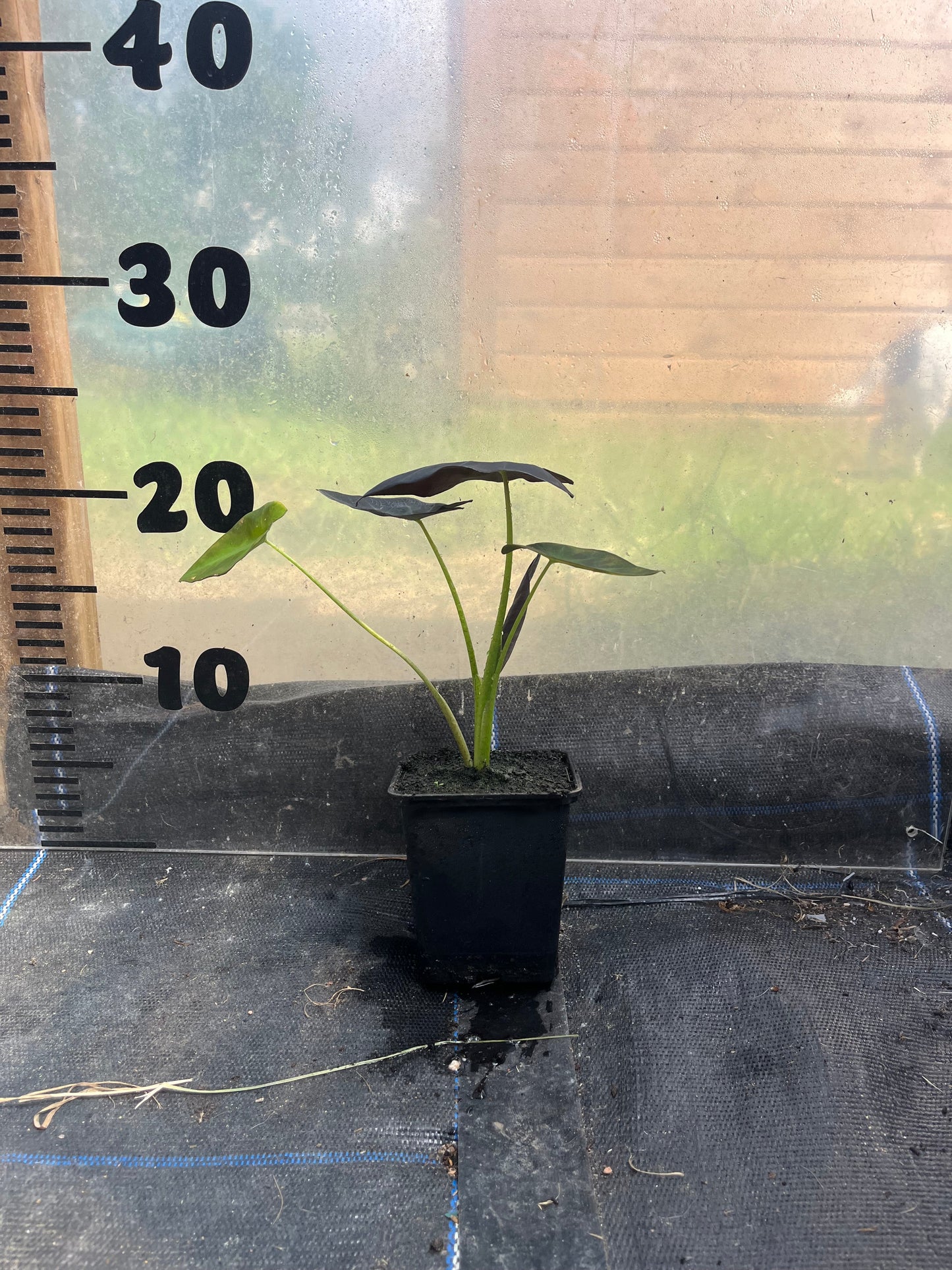 Colocasia Antiquorum 'Black Beauty'