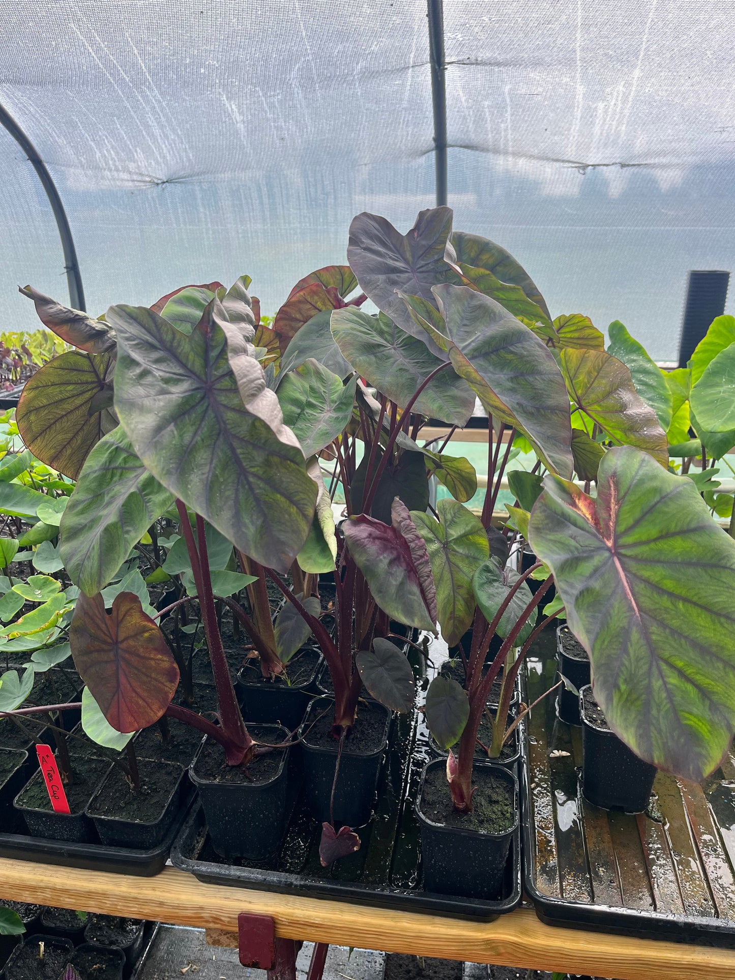 Colocasia Madeira Star