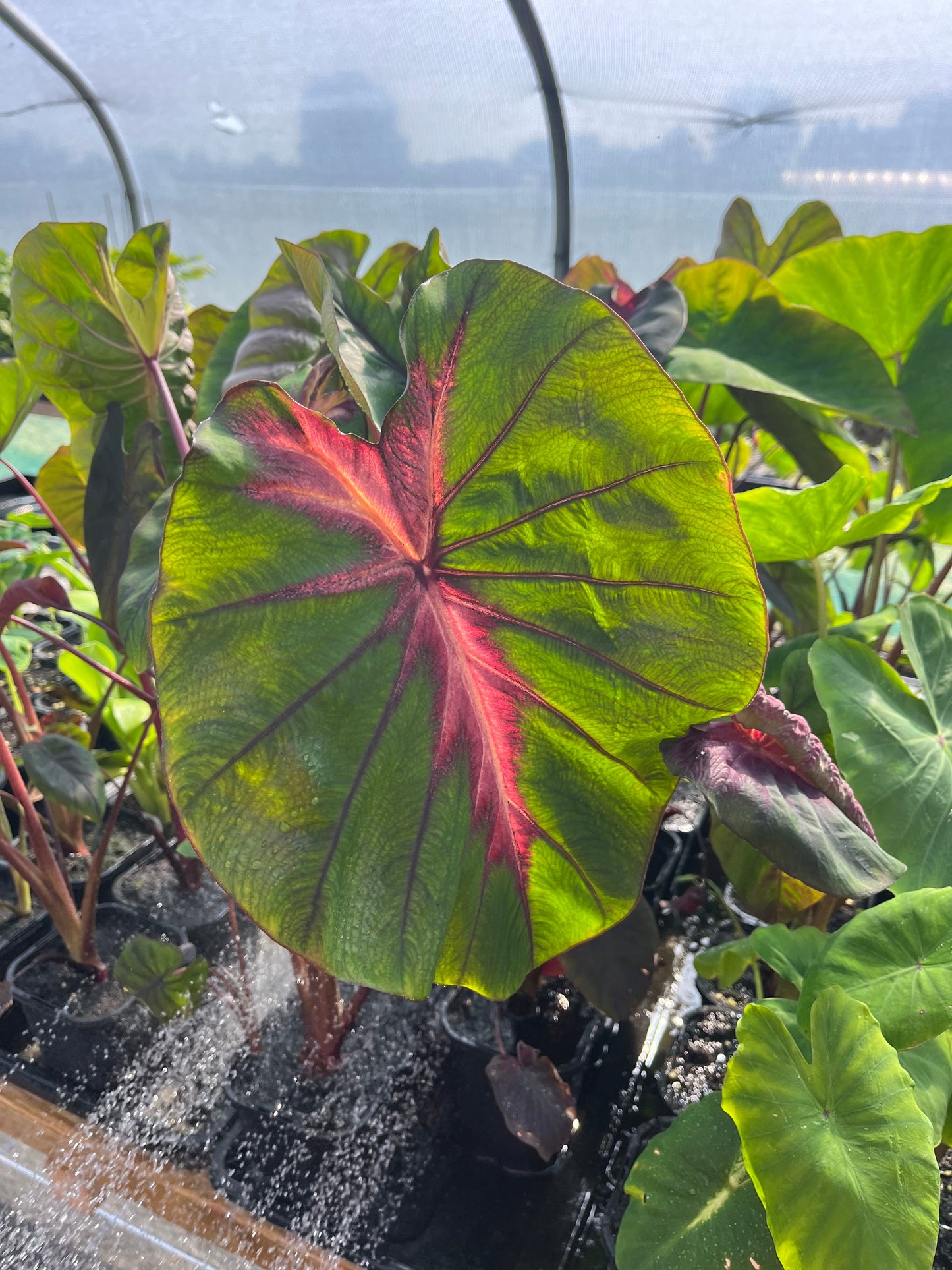 Colocasia Madeira Star